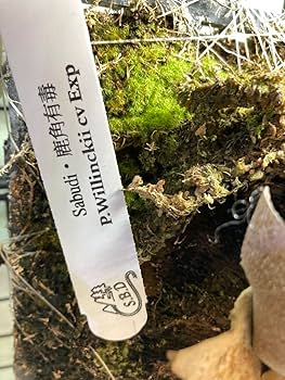 Amazon.co.jp: ビカクシダ 